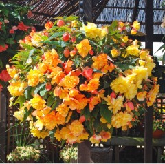 Begonia (Trailing) Illumination Apricot Shades