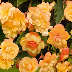 Begonia (Trailing) Illumination Apricot Shades