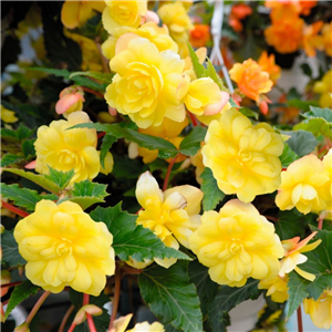 Begonia (Trailing) Illumination Lemon