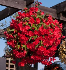 Begonia (Trailing) Illumination Rose