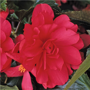 Begonia (Trailing) Illumination Rose