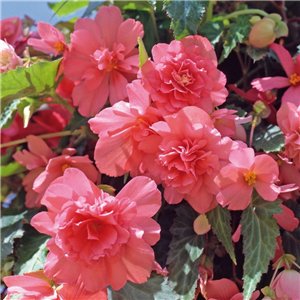 Begonia (Trailing) Illumination Salmon