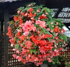 Begonia (Trailing) Illumination Salmon