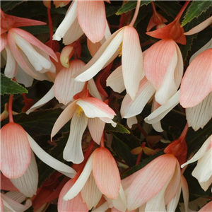 Begonia Million Kisses Elegance