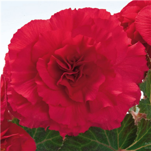 Begonia Nonstop Rose