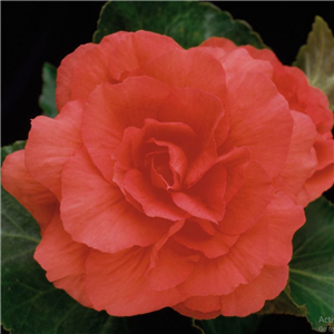 Begonia Nonstop Deep Salmon