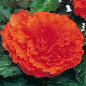 Begonia Nonstop Deep Orange