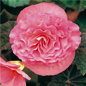 Begonia Nonstop Pink