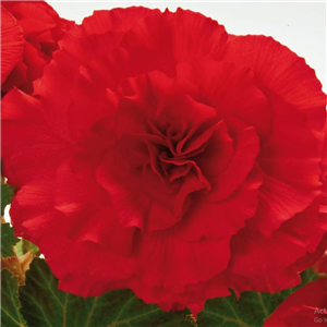 Begonia Nonstop Red