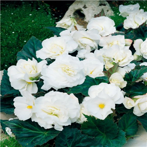 Begonia Nonstop White