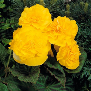 Begonia Nonstop Yellow