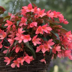 Begonia Rivulet Pink