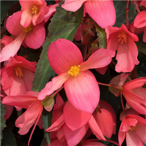 Begonia Rivulet Pink