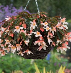 Begonia Rivulet White Blush