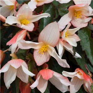 Begonia Rivulet White Blush