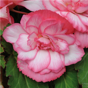 Begonia Super Cascade Pink Bicolour