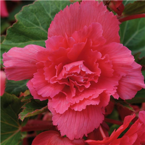 Begonia Super Cascade Pink