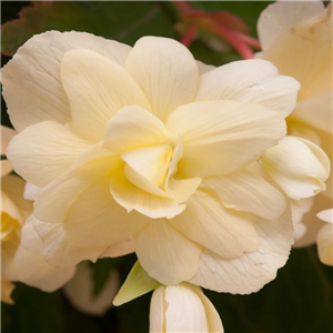 Begonia Super Cascade Vanilla Cream