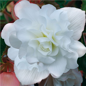 Begonia Super Cascade White