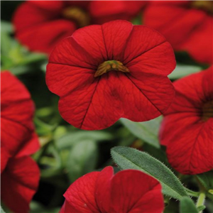 Million Bells - Calibrachoa Cabaret Bright Red