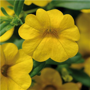 Million Bells - Calibrachoa Cabaret Deep Yellow