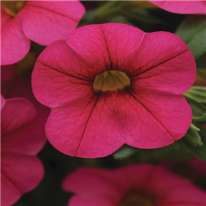 Million Bells - Calibrachoa Cabaret Hot Pink