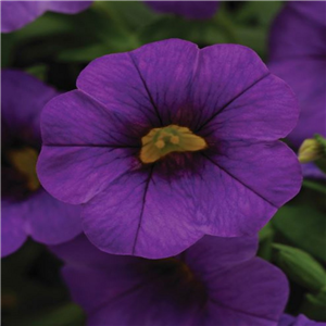 Million Bells- Calibrachoa Cabaret Purple