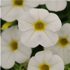 Million Bells - Calibrachoa Cabaret White