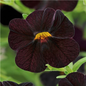 Million Bells - Calibrachoa Can Can Black Cherry