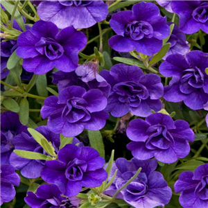 Million Bells - Calibrachoa Can Can Double Blue