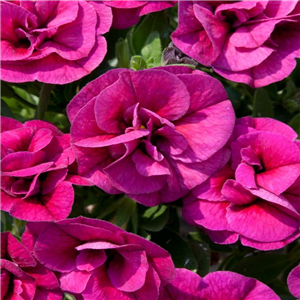 Million Bells - Calibrachoa Can Can Double Magenta