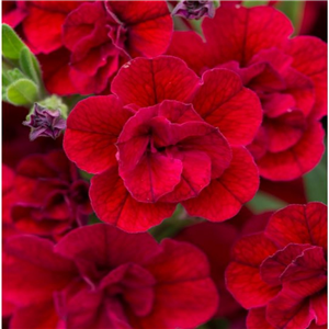 Million Bells - Calibrachoa Can Can Double Red