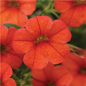 Million Bells - Calibrachoa Can Can Orange