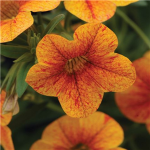 Million Bells - Calibrachoa Can Can Terracotta