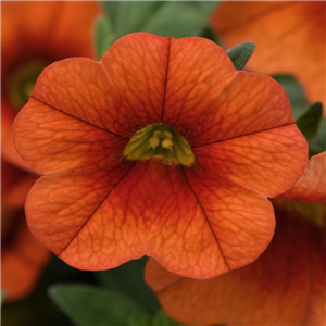 Million Bells - Calibrachoa Kabloom Orange