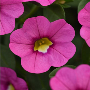 Million Bells - Calibrachoa Kabloom Pink