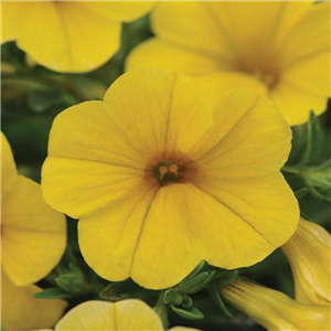 Million Bells - Calibrachoa Cabaret Deep Yellow