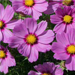 Cosmos Pink Blush