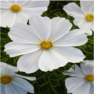 Cosmos White