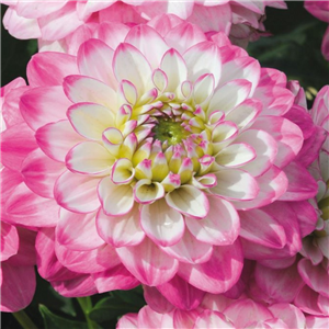 Dahlia Dalina Maxi Salinas