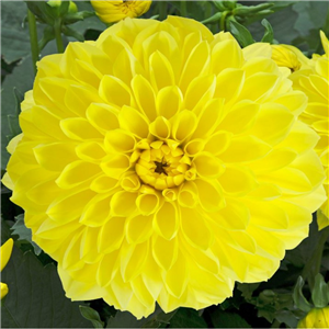 Dahlia Dalina Maxi Sorona