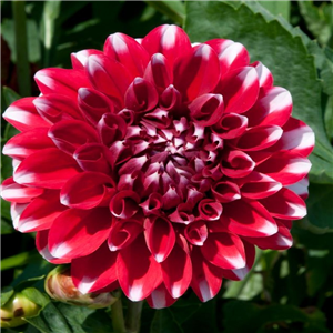 Dahlia Dalina Maxi Tampico