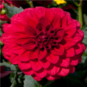 Dahlia Dalina Maxi Topia