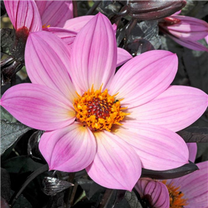 Dahlia Happy Days Pink