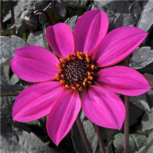 Dahlia Happy Days Purple