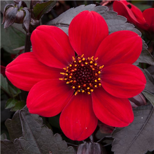 Dahlia Happy Days Red