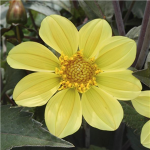 Dahlia Happy Days Yellow