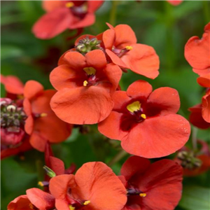 Diascia Diamond Dark Orange