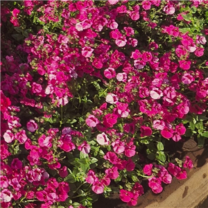 Diascia Diamond Fuchsia