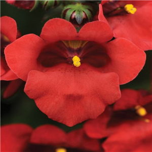 Diascia Diamond Juliet Red